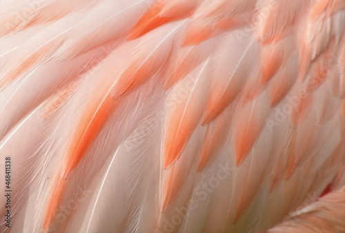 Flamingo Nahaufnahme