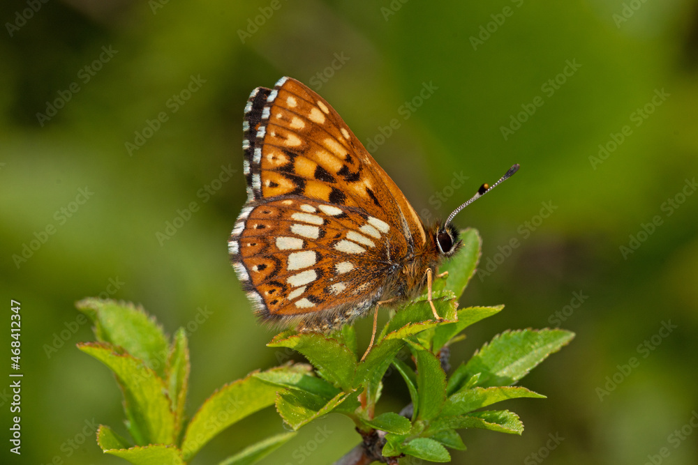 Schlüsselblumen-Würfelfalter - Hamearis lucina, Bad Münstereifel, 29.05.2021 Schlüsselblumen-Würfelfalter - Hamearis lucina, Bad Münstereifel, 29.05.2021