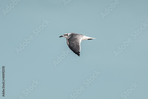 seagull
