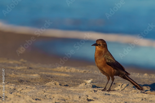 A Boat-Tailed Grackle