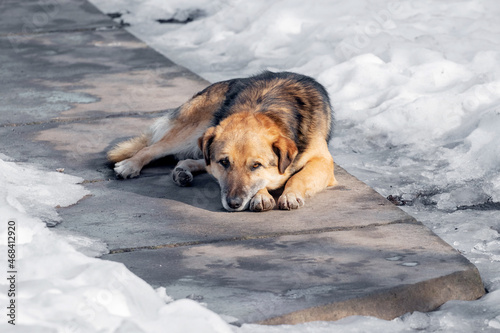 A large brown dog lies on an alley on a farm in winter among the snow