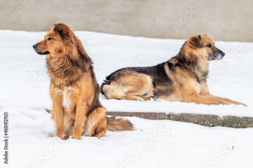 Two big brown dogs in the snow in winter © Volodymyr