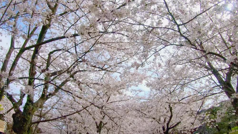 Walking through under the tunnel of cherry blossom trees in bloom. P.O.V, Point of view shot
Walking through under the tunnel of cherry blossom trees in bloom. P.O.V, Point of view shot