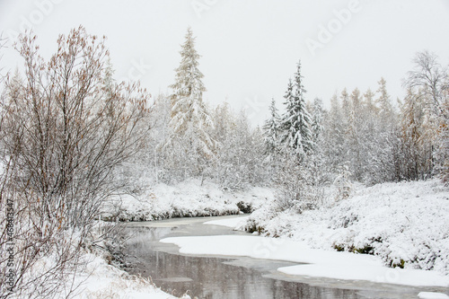 the first snow in the forest © DANIL