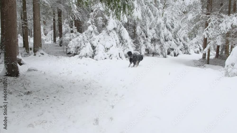 Active Dog pet Hovawart Running Winter Forest In Snowy Day at winter season forest landscape Active Dog pet Hovawart Running Winter Forest In Snowy Day at winter season forest landscape