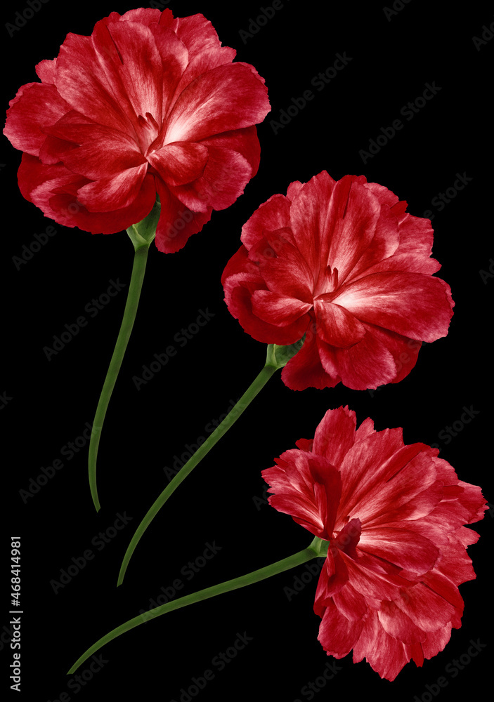 Red flowers Cloves . isolated on black background. Close-up. Nature. Red flowers Cloves . isolated on black background. Close-up. Nature.