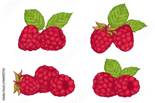 Set vector hand draw raspberries isolated on white background. Botanical illustration in sketch style. Color design element for branding organic healthy fresh food or market cover, banner, menu.