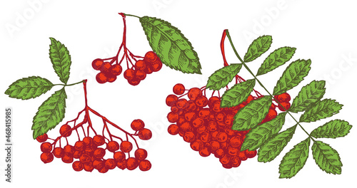 Set of vector hand draw rowan branches isolated on white background. Botanical illustration in sketch style. Design objects for branding organic healthy fresh food or market cover, banner, menu.