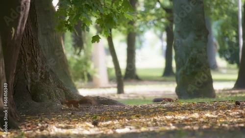 Two red squirrels running in the park. Slow motion. 