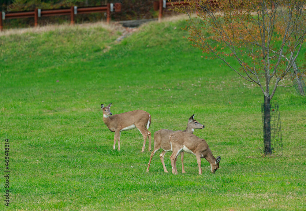 A family of white tail deer in an open field grazing near a road side.