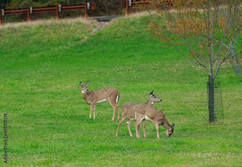 Fototapeta Naklejka Na Ścianę i Meble -  A family of white tail deer in an open field grazing near a road side.