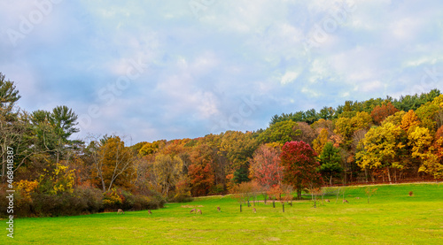 Deer grazing in an open field with very colorful Autumn foliage in the background.
