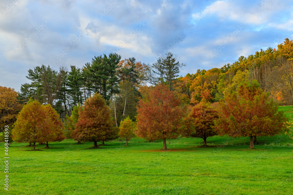 Gorgeous trees in a park that shows the fall colors with a dramatic sky.