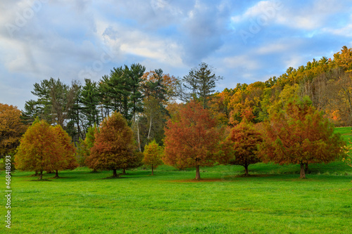 Gorgeous trees in a park that shows the fall colors with a dramatic sky.
