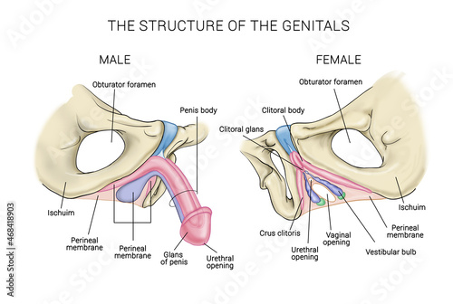 structure of the genitals, a medical poster photo