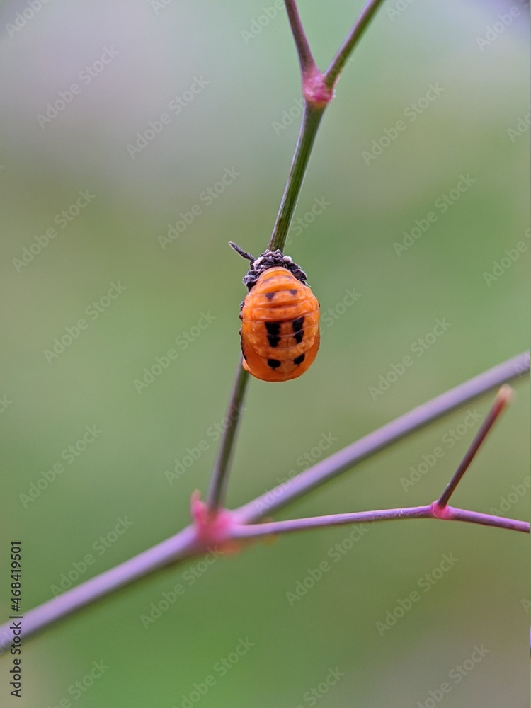 Fototapeta premium ladybird on a leaf