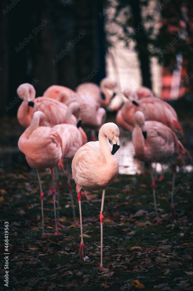 Chilenische Flamingos in einem Tierpark, Münster; Deutschland Chilenische Flamingos in einem Tierpark, Münster; Deutschland