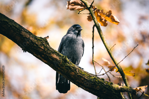 Dohle (Corvus monedula) sitzt auf einem Ast im Herbstlicht