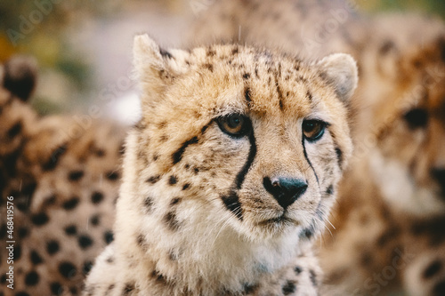 Close Up Portrait - junge Geparden in einem Zoogehege, Münster, Deutschland