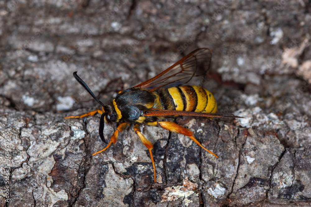 Sesia bembeciformis, Großer Weiden-Glasflügler, Leverkusen, 19.06.2021 Sesia bembeciformis, Großer Weiden-Glasflügler, Leverkusen, 19.06.2021