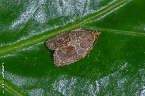 Efeuwickler, Clepsis dumicolana, Leverkusen-Opladen, 21.06.2021 photo