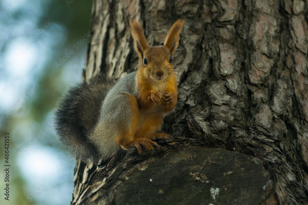Flying squirrel sitting on a tree and gnawing nuts Flying squirrel sitting on a tree and gnawing nuts