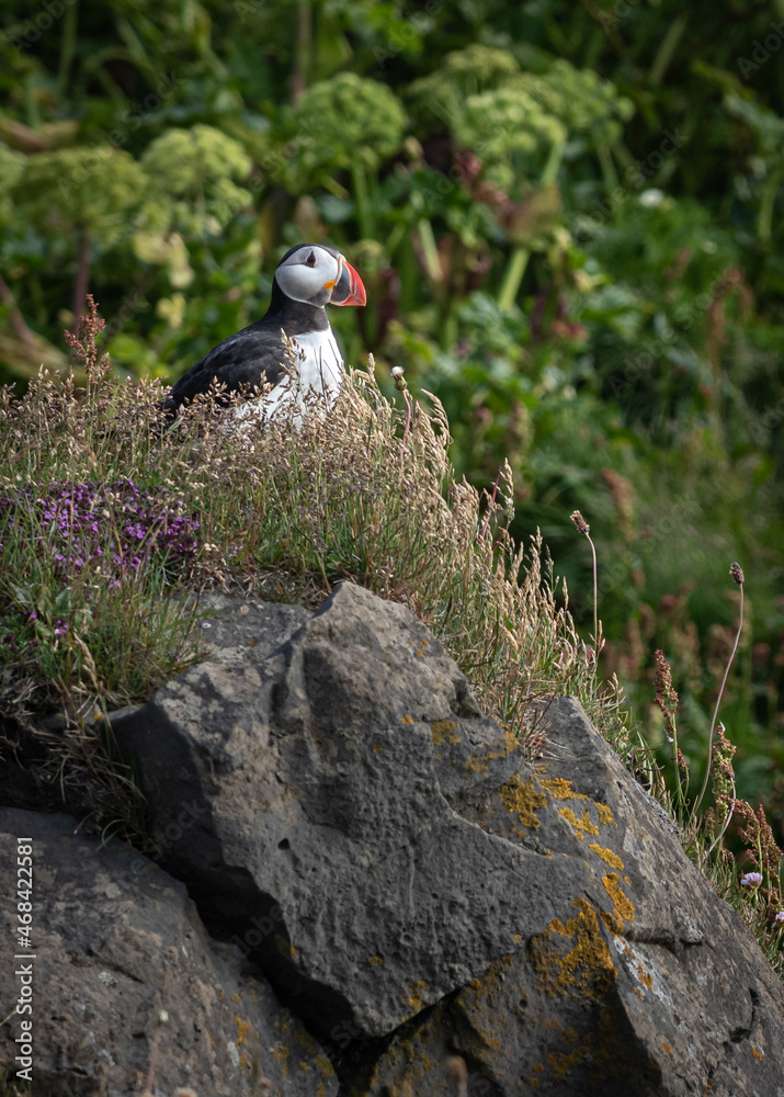 Fototapeta premium Icelandic Puffin