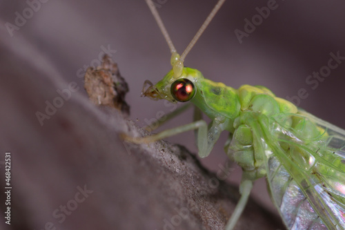 head and chest of a green lacewing Chrysopidae sitting on a tree trunk photo