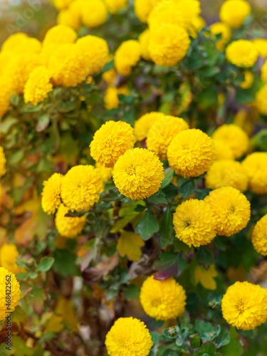 Bright yellow Tagetes erecta, Mexican marigold close-up © Shauerman