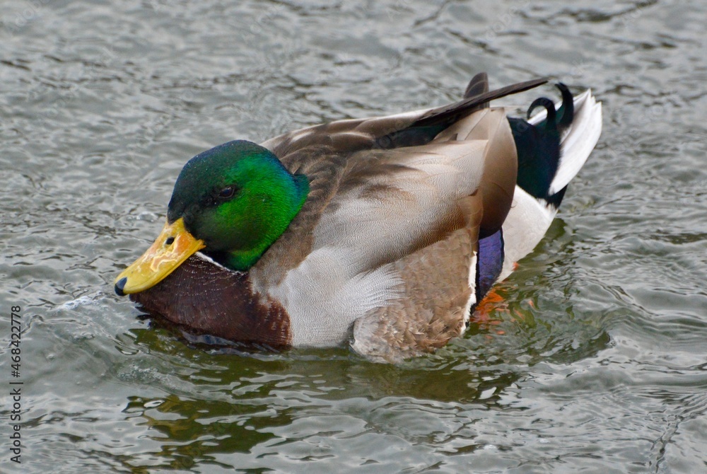 Obraz premium Resting Mallard Duck