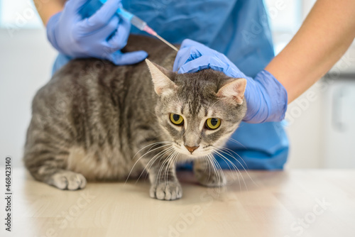 Fototapeta Naklejka Na Ścianę i Meble -  Female veterinarian doctor is giving an injection to a cat