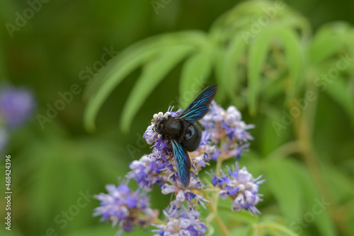close-up of a wild wooden bee with shimmering blue wings collecting nectar on a flower with a blurry green background