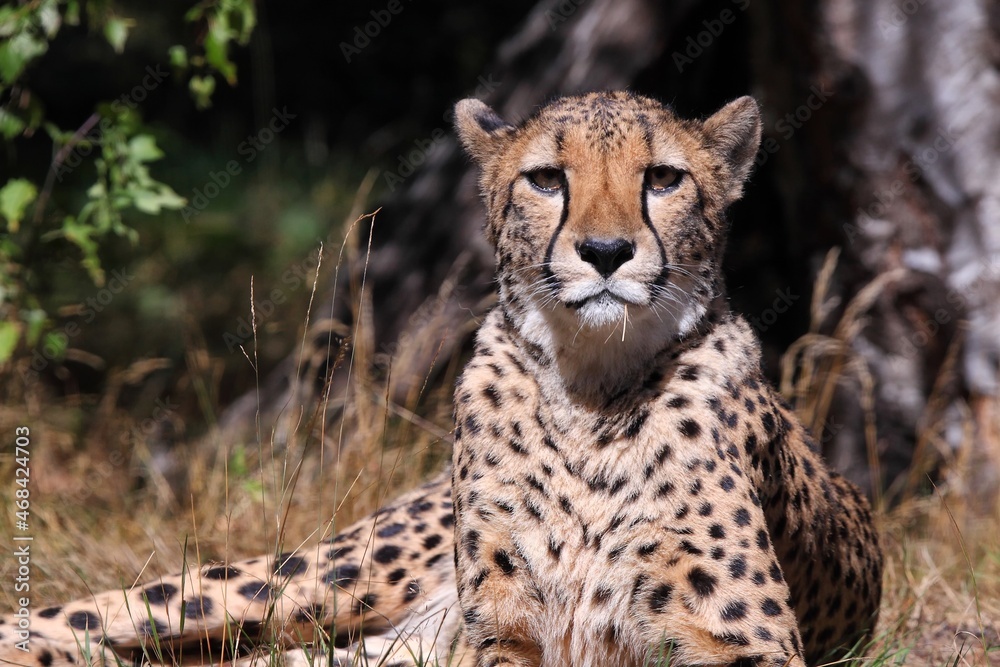 Cheetah, Beekse Bergen, The Netherlands Cheetah, Beekse Bergen, The Netherlands