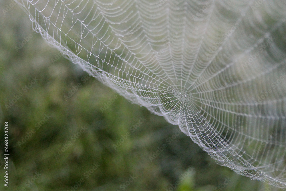 Spiderweb with drop of dew.
Macro Nature Spiderweb Background Texture.