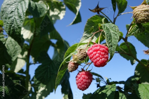 Sosnowa Wola, maliny.