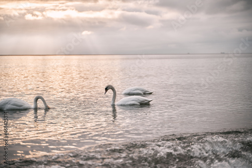 Swans on the peaceful Baltic sea during the early morning. Beautiful sunset on the seaside.