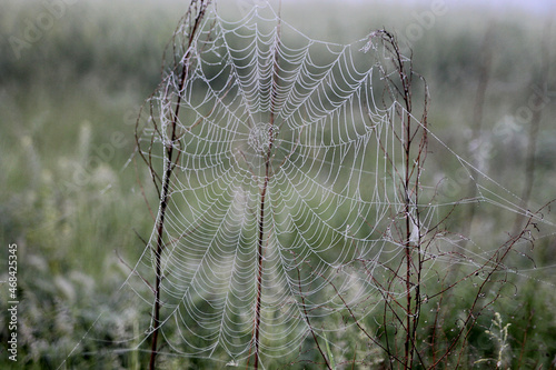  Spiderweb with drop of dew. Macro Nature Spiderweb Background Texture.