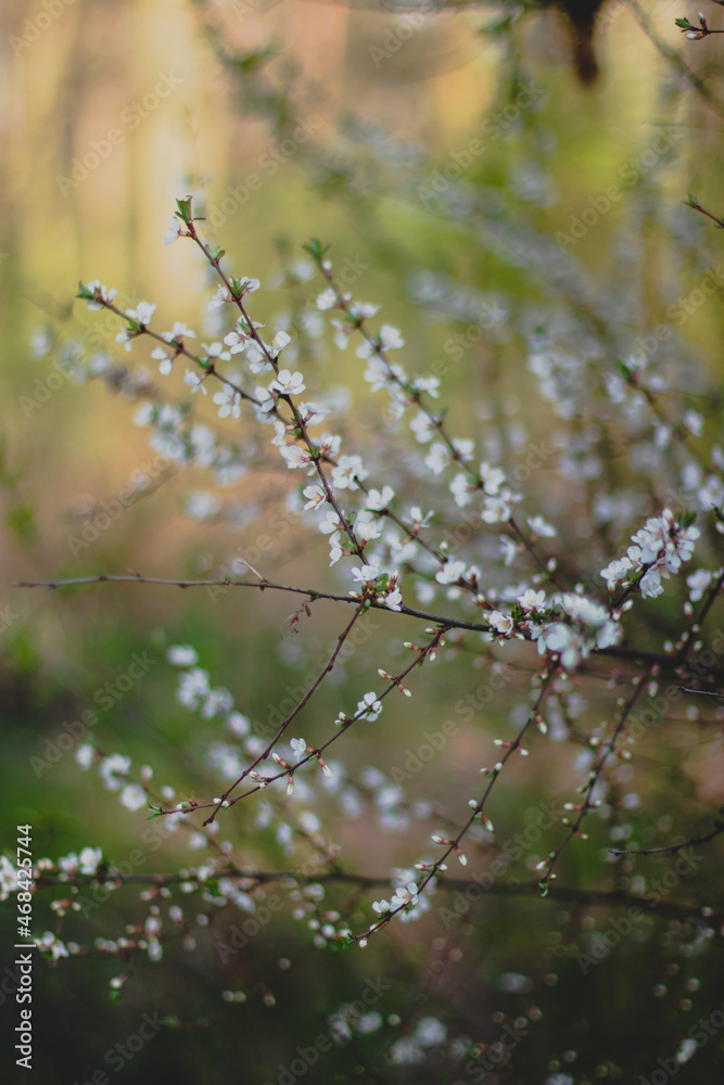 Spring Tree Blossom                                        