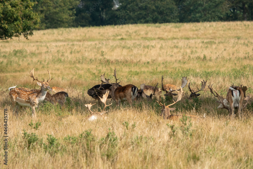 Fallow deer in the sunshine at Petworth Park England Fallow deer in the sunshine at Petworth Park England