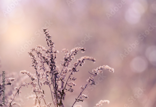 Soft focus of dry wild flower in the winter in purple tone  Selective focus of dried flowers in winter forest  Vintage tone with copy space for Valentines background