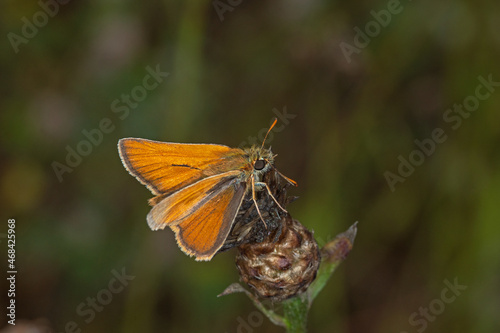 Braunkolbiger Braun-Dickkopffalter, Thymelicus sylvestris, Pommern, Mosel, 09.07.2021