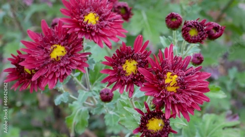 Red flowers of the Korean chrysanthemum in autumn time