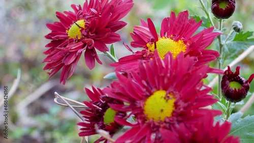 Red flowers of the Korean chrysanthemum in autumn time