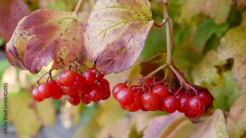 Viburnum berries on a branch in autumn garden