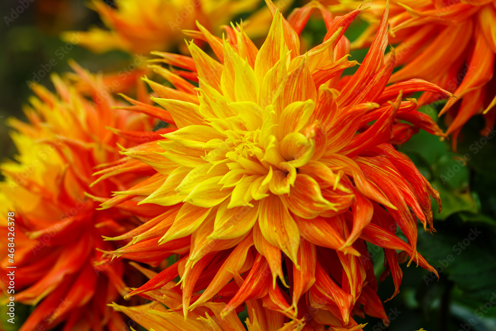 Georgina, also dahlia ( lat. Dahlia ), is a genus of perennial herbaceous plants of the Asteraceae family with tuberous roots and large brightly colored flowers Georgina, also dahlia ( lat. Dahlia ), is a genus of perennial herbaceous plants of the Asteraceae family with tuberous roots and large brightly colored flowers