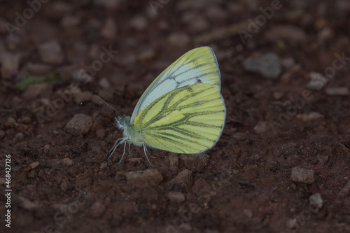 Grünader-Weißling, Pieris napi, Pommern, Mosel, 09.07.2021 photo