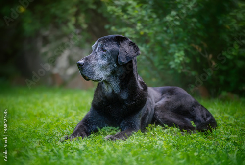 Black senior labrador retriever portrait