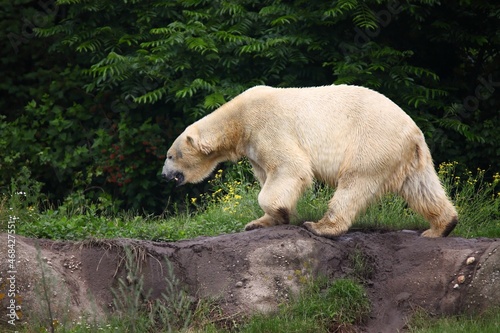 Polar Bear, Diergaarde Blijdorp, Netherlands photo