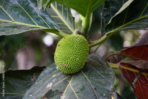 Artocarpus camansi (Also breadnut, Moraceae, breadfruit, Artocarpus altilis, seeded breadfruit, Breadnut fruits, Kluwih) on the tree. Indonesian cooked as food photo