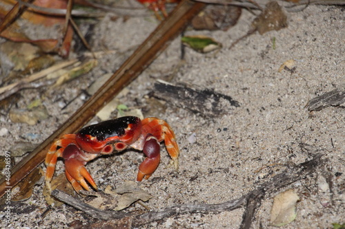 crabe dans la mangrove © Pierre